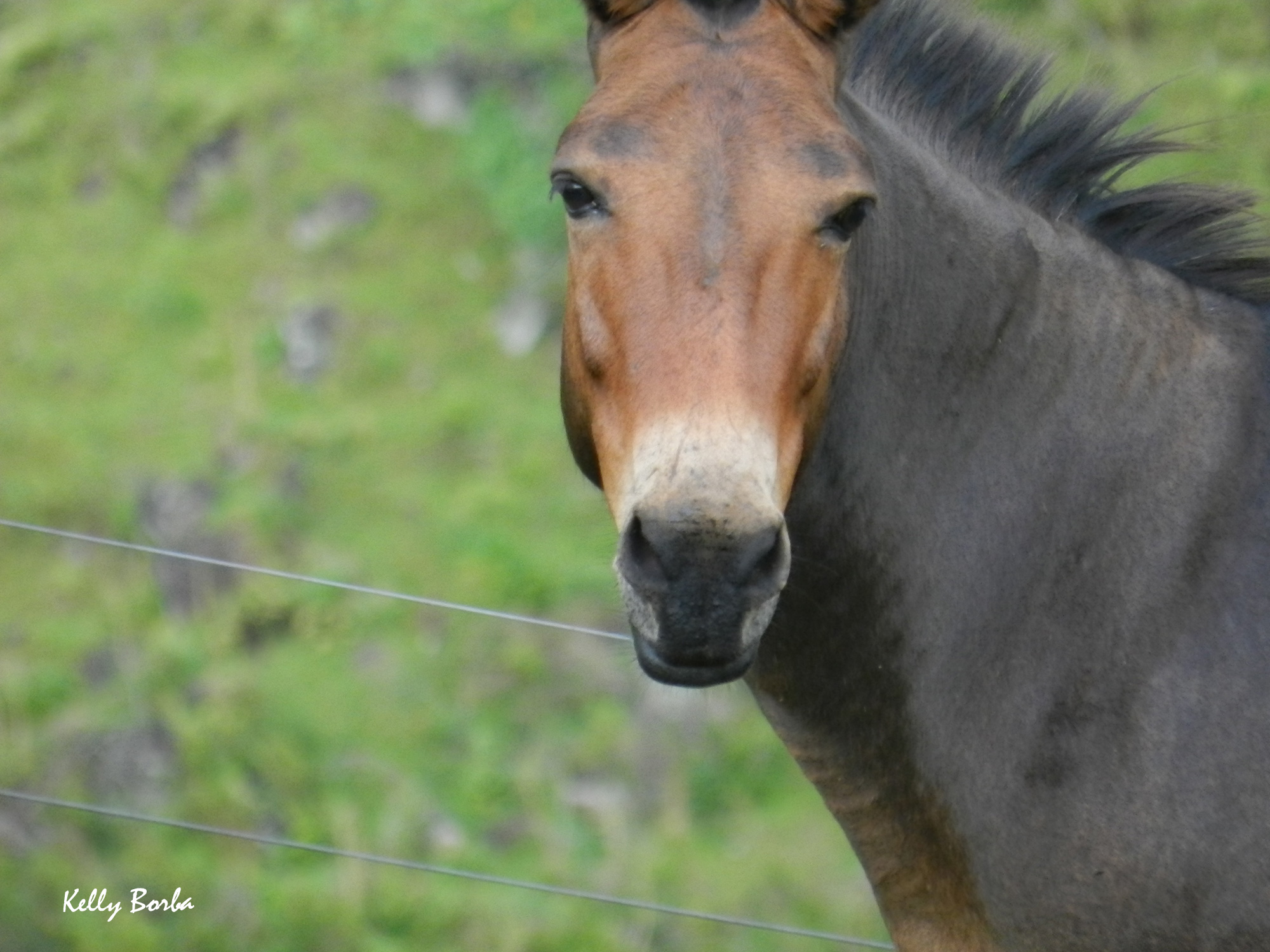 Cavalo – Kelly Borba