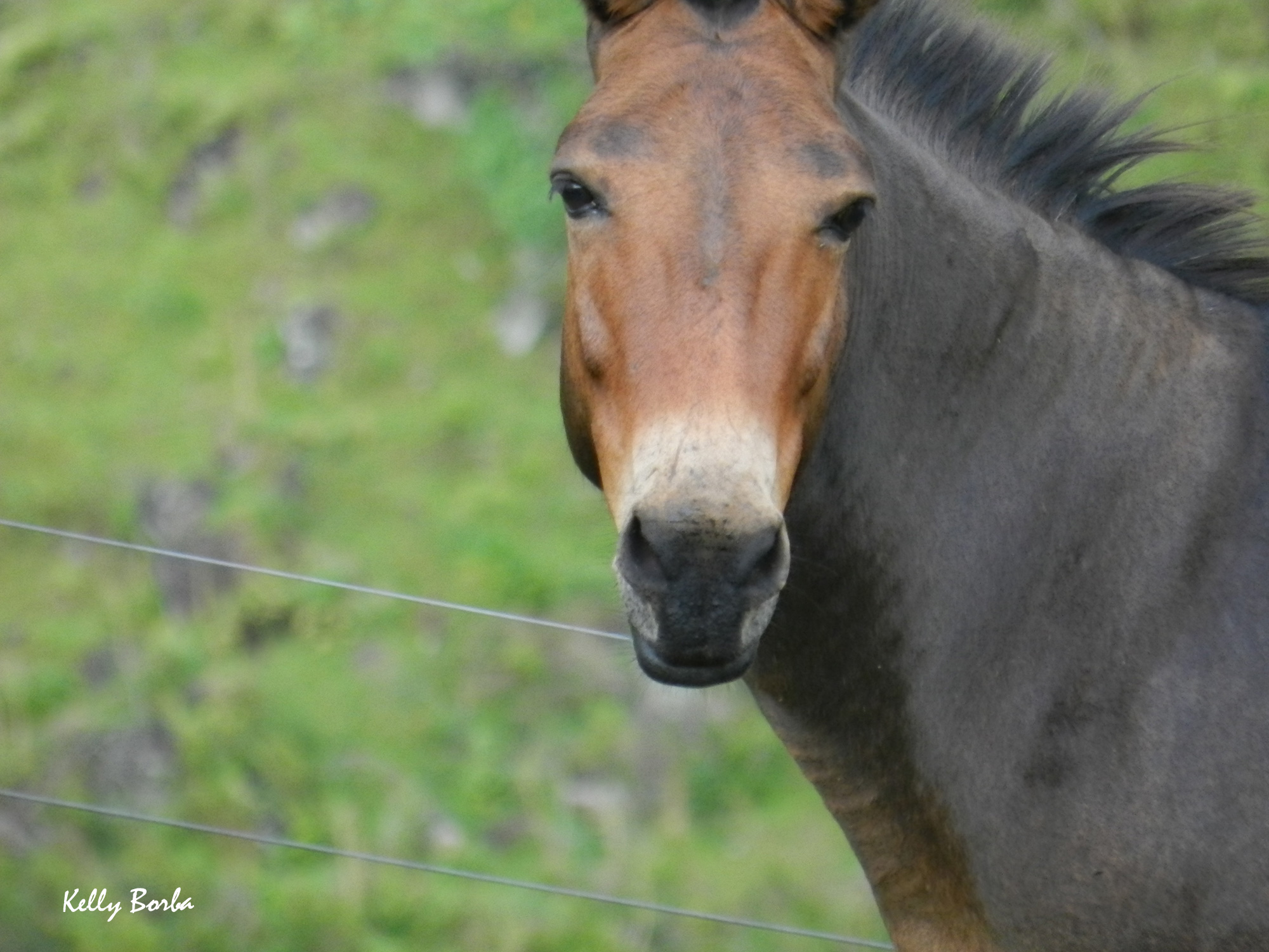 Cavalo de frente