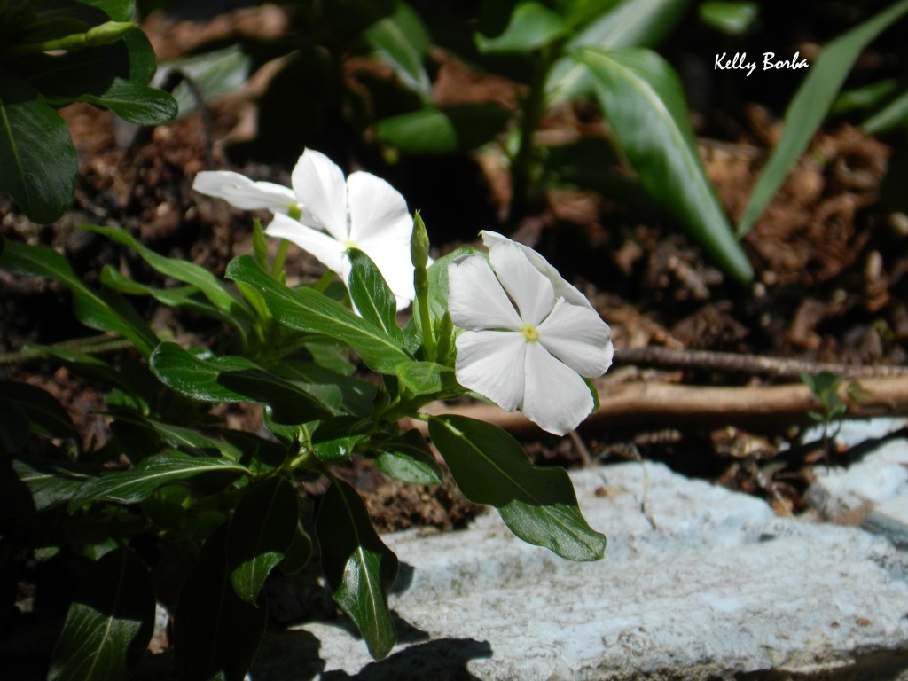 Florzinha branca